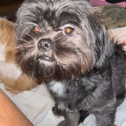 3yr old male