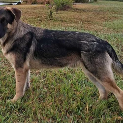 German Shepherd