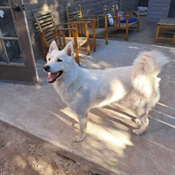 Ellie, sweet and protective Husky age 3