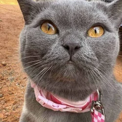 Grey cat 8 months old