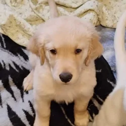Golden Retriever puppies