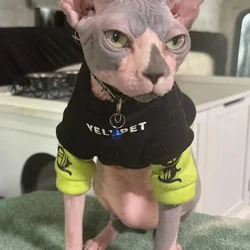Handsome Male Sphynx Stud