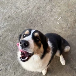 Rehoming Australian Shepherd