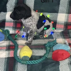German Shorthair Pointer Puppies
