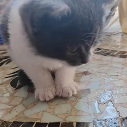 Munchkin British shorthair