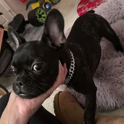 Christmas French Bulldog Pup