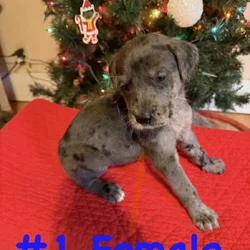 Labradane Mastiff Puppies