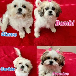 Loving Shih Tzu Puppies - Las Vegas