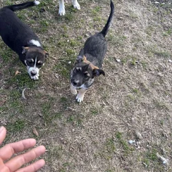 free puppies