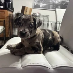 Catahoula puppy for sale