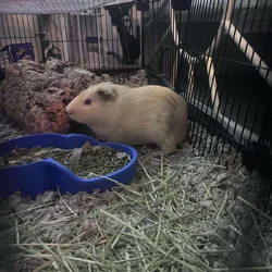 Guinea pig for rehoming 2