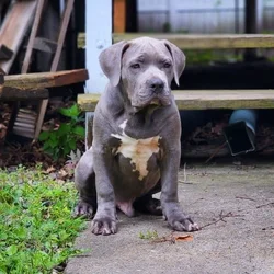 "Dynasty" American Bulldog Pitbull Intact