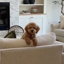 Charlie - Cavapoo
