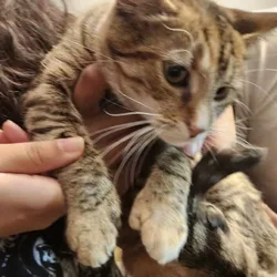 Free cat 1 year old