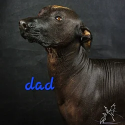 Akc coated Xolo girl, WITH embark DNA results