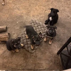 German Shepherd / Golden Retriever Mix Puppies