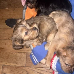 Sweet pups