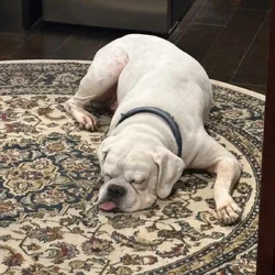 Jack needs a loving home!