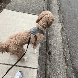 Cockapoo