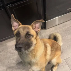 2 year old German Shepard Malinois Mix