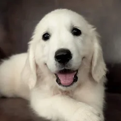 Litter on the way! English Cream Golden Retriever