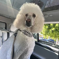 Golden doodle