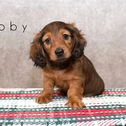 🐾 Long-Haired Male Dachshunds for Sale 🐾