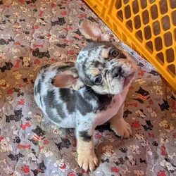 Merle French Bulldog