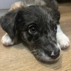 Bella!! Dog for sale!!