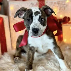 🏡🐶🐾Adorable Pit/Mix Puppies !!🐾🐶 🏡