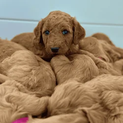 GoldenDoodles--Golden Haven Golden Doodles