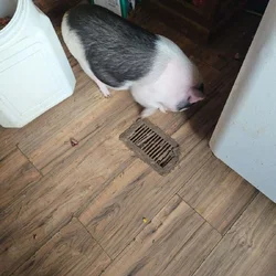Pet piggies