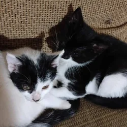 Sweet and playful