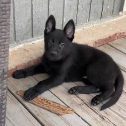 German Shepherd Puppies – 10 Weeks Old