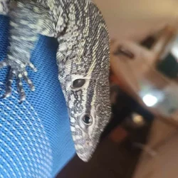 Nile monitor lizard