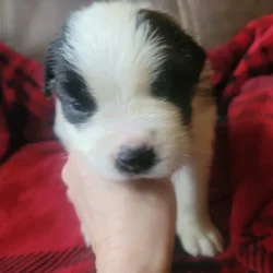 Saint Bernard girl 1