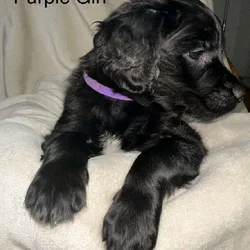 Goldador puppy