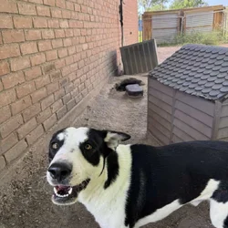Playful Dog
