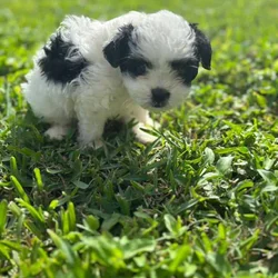 they are shipoo that’s shitzu mixed with mini poo