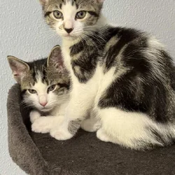 Free Kittens to good home, in time for Christmas