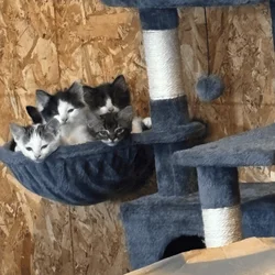 Free kittens