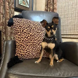 Rehoming Sweet Chihuahua Mix Puppy