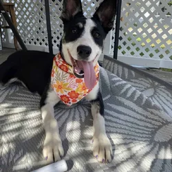 Dog for Adoption!