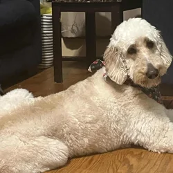 Rehoming 4-Year-Old Goldendoodle