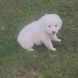 Great Pyrenees