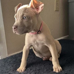 Fawn Female pitbull puppy