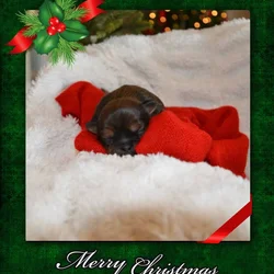 Gorgeous AKC Shih Tzu Puppies