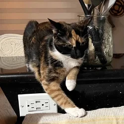 Tortoiseshell Cat