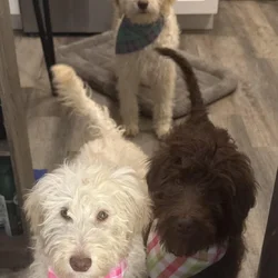 Standard labradoodles