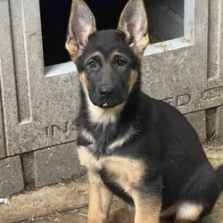 AKC 1 year old German Shepherd.